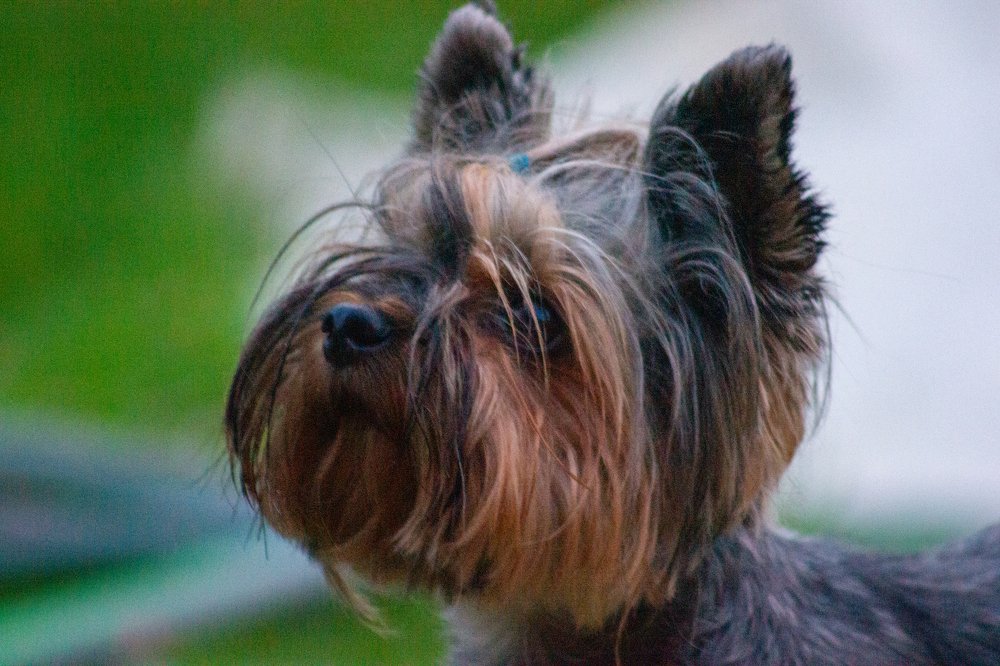 Собака любовака