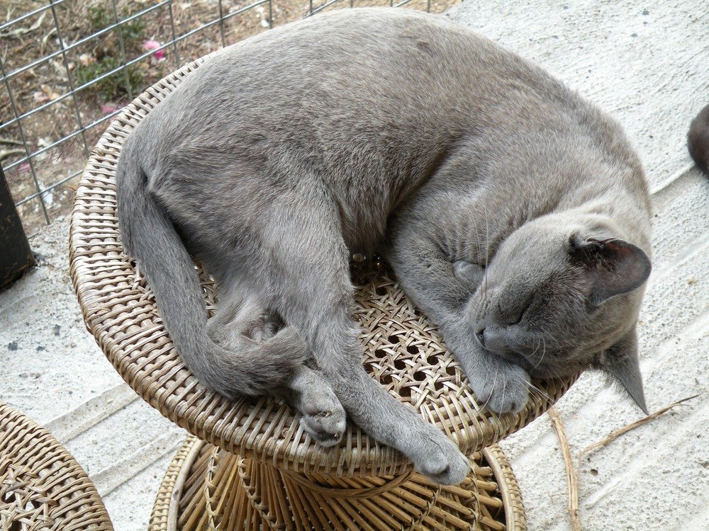 Бирманский кот