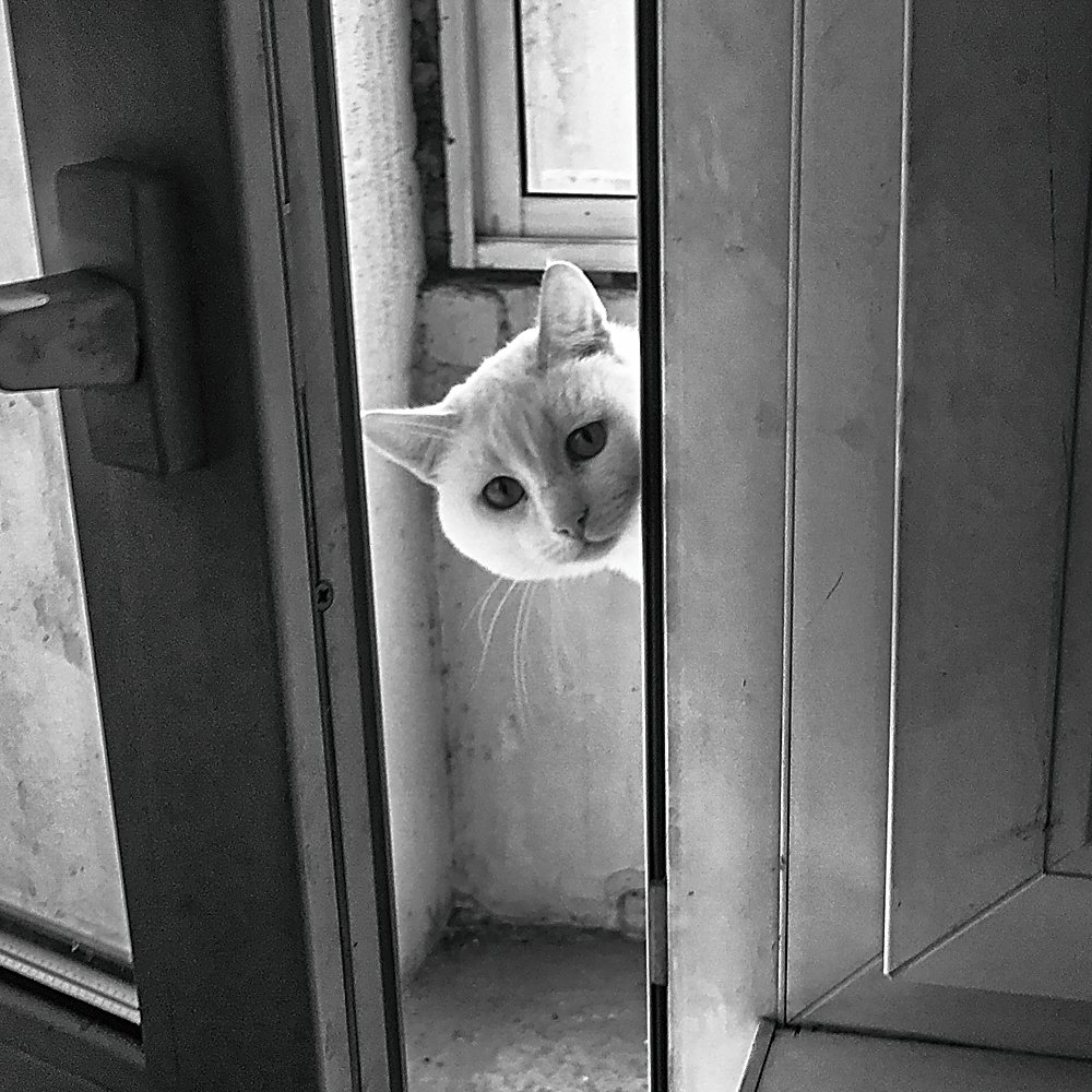 Мой друг Кеша.