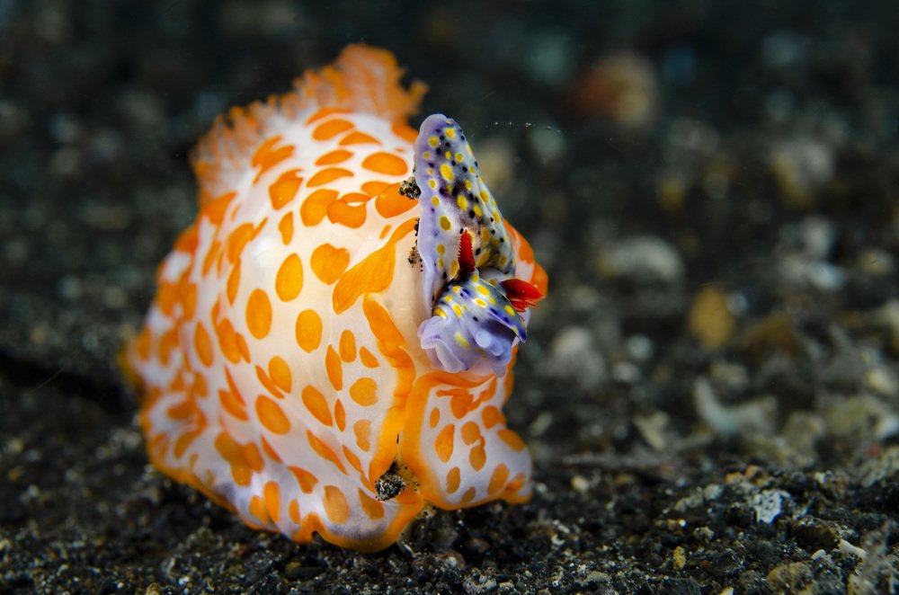 Feasting on their same kind