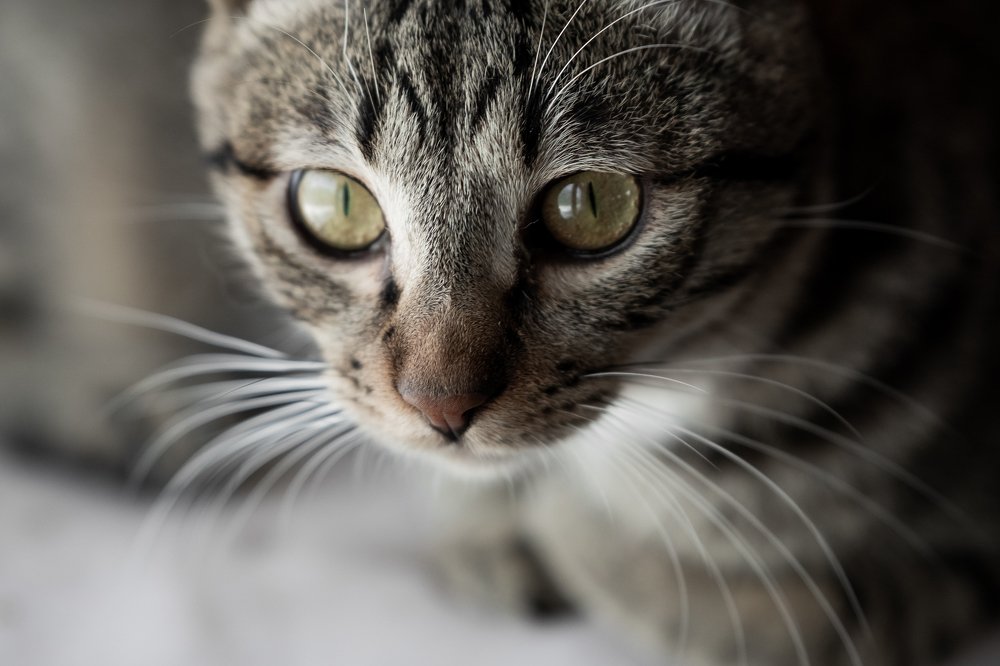 Котэ из приюта для кошек и собак