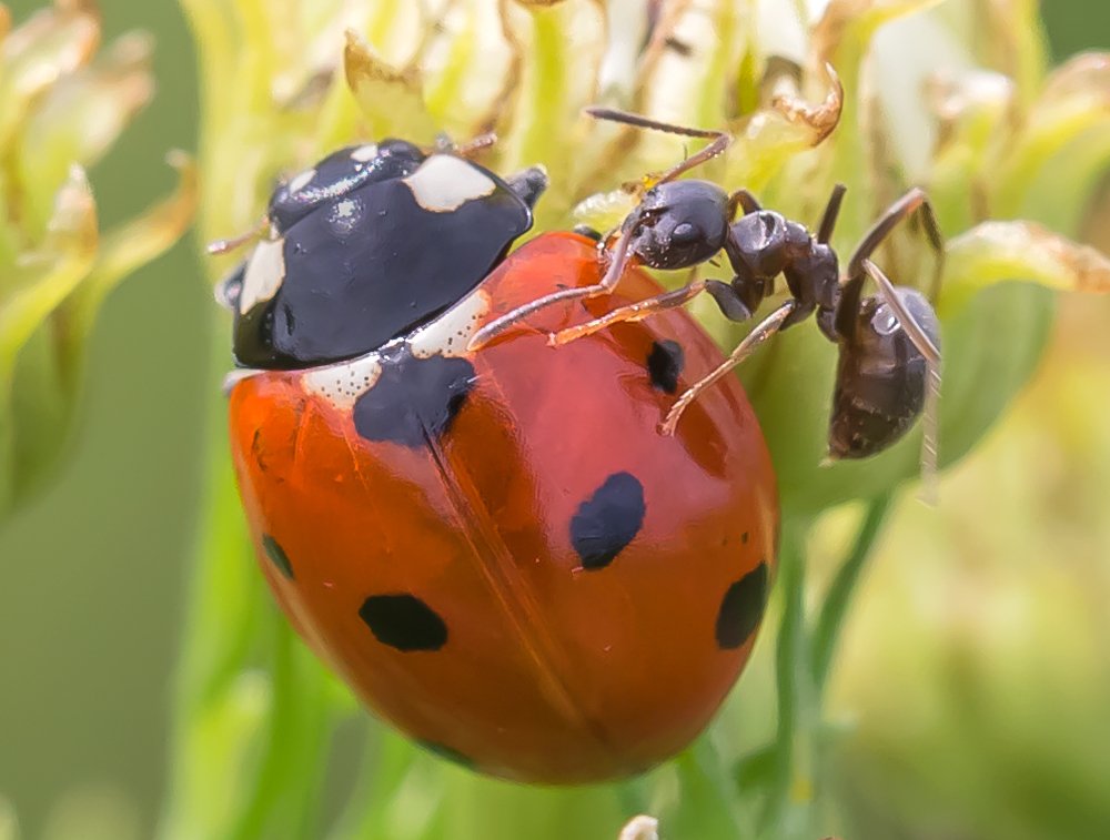 Муравьиная защита стада тлей от божьей коровки