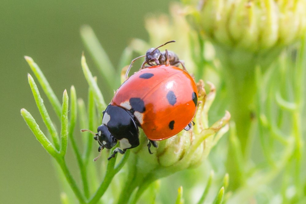 Атака муравья, защищающего тлей