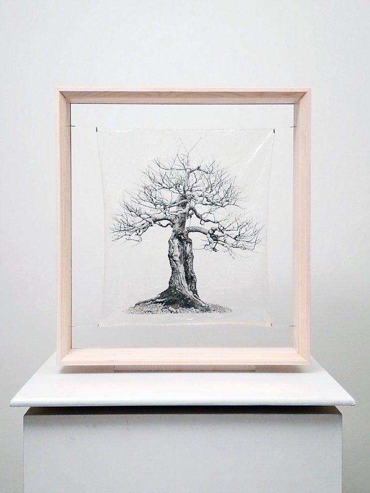 transparenTrees