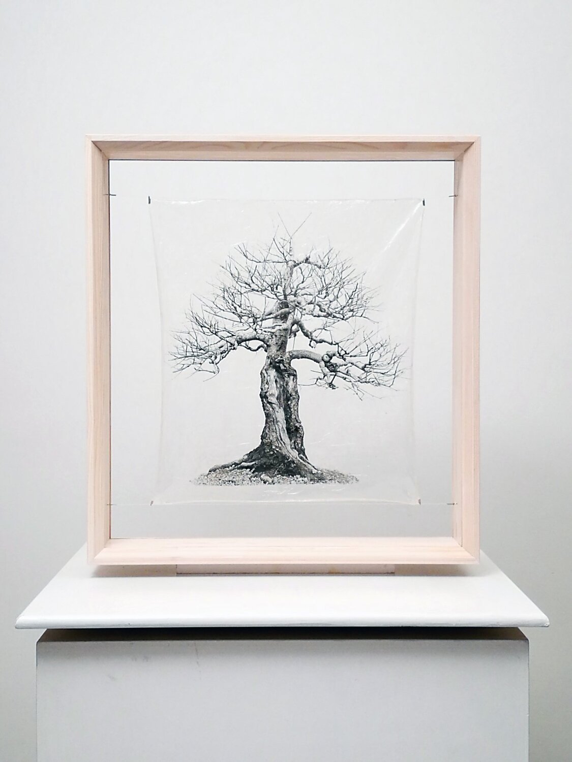 transparenTrees