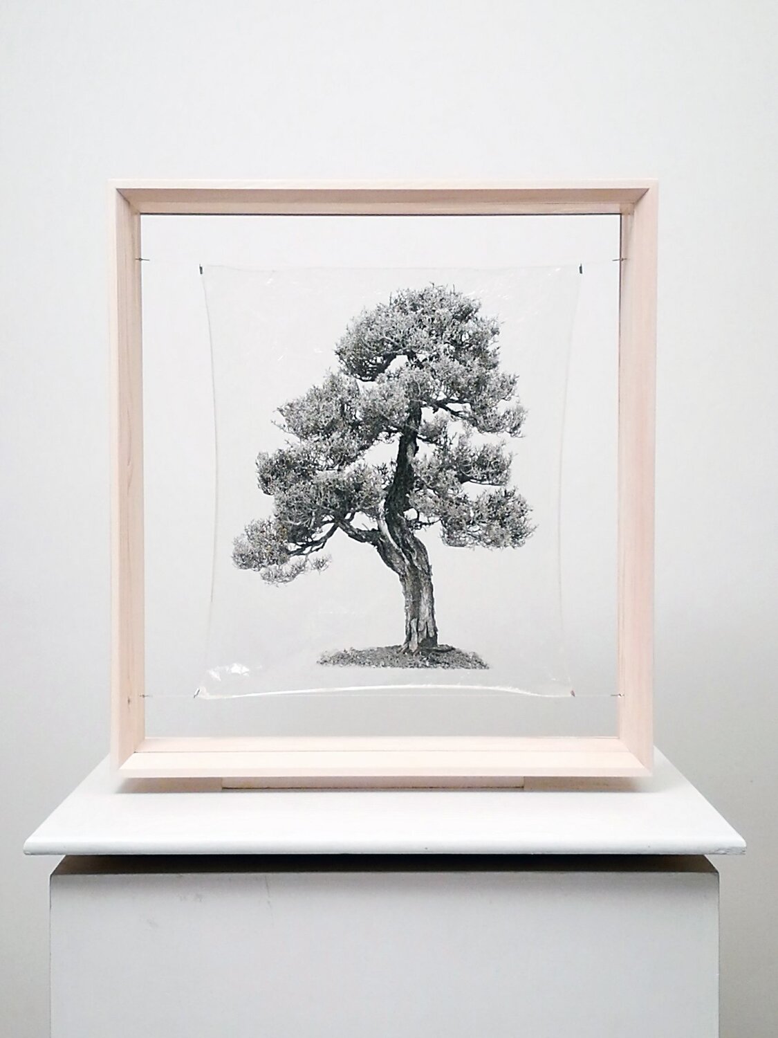 transparenTrees
