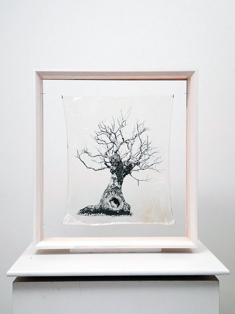 transparenTrees