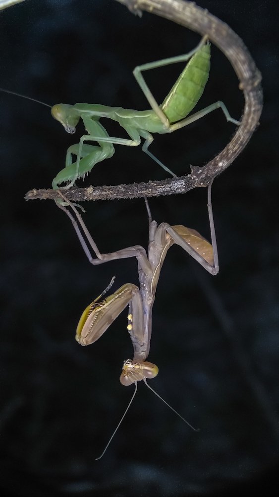 two mantis