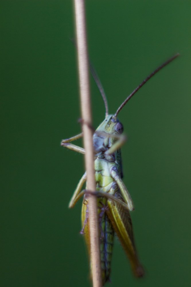 Зелёный кузнечик