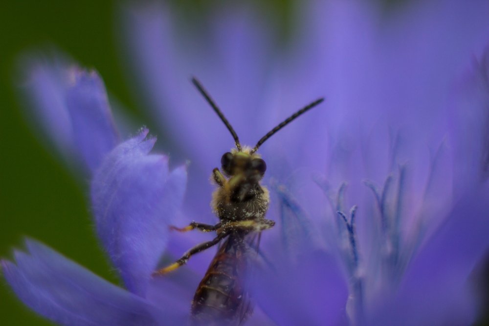 Муха в цветке