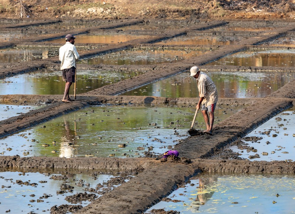 Подготовка рисовых полей