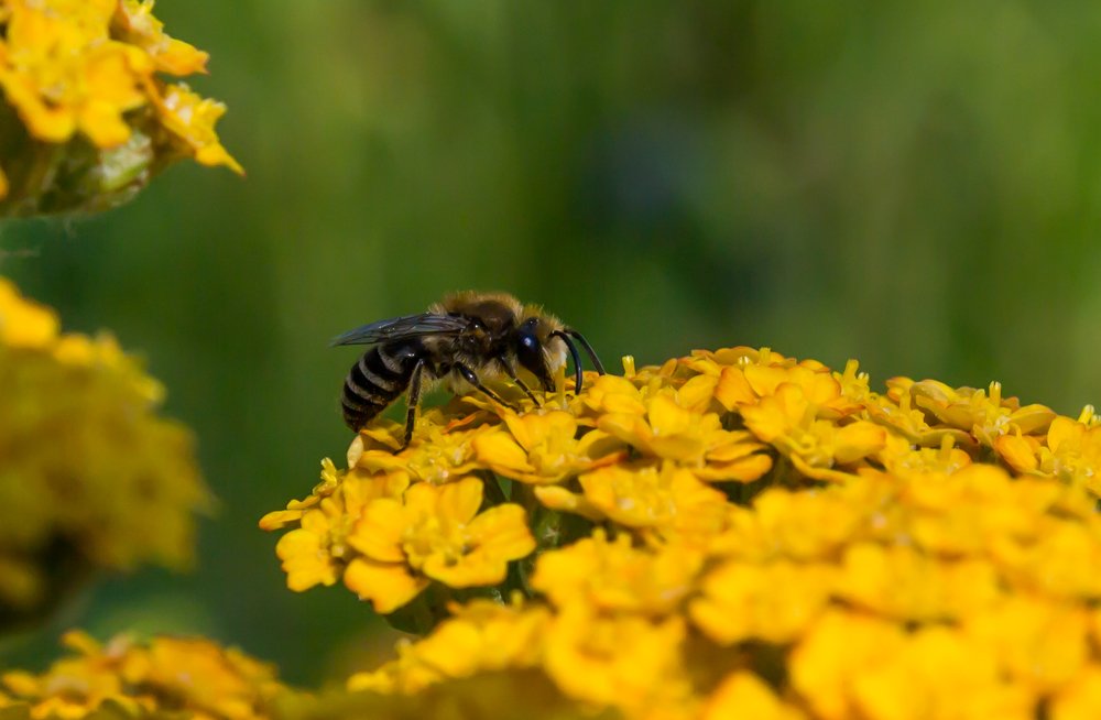 Пчёлка трудяга