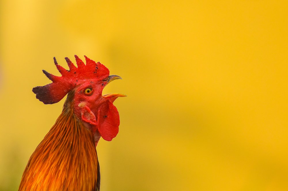 Rooster Crowing
