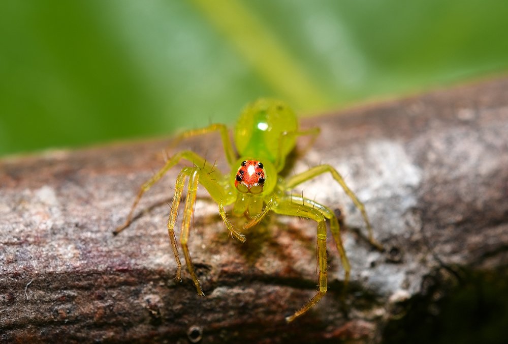 Green Jumper Spider