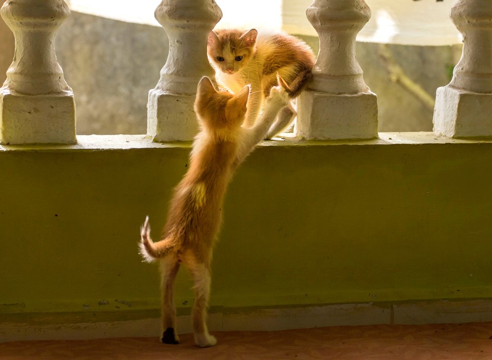 Котята беспризорные