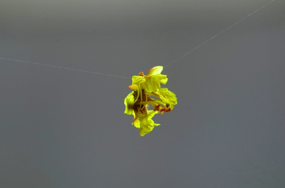 On a Tender Web Thread !