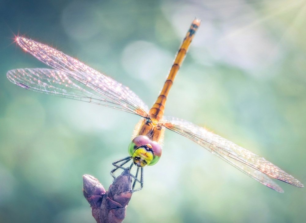 Солнечные крылья