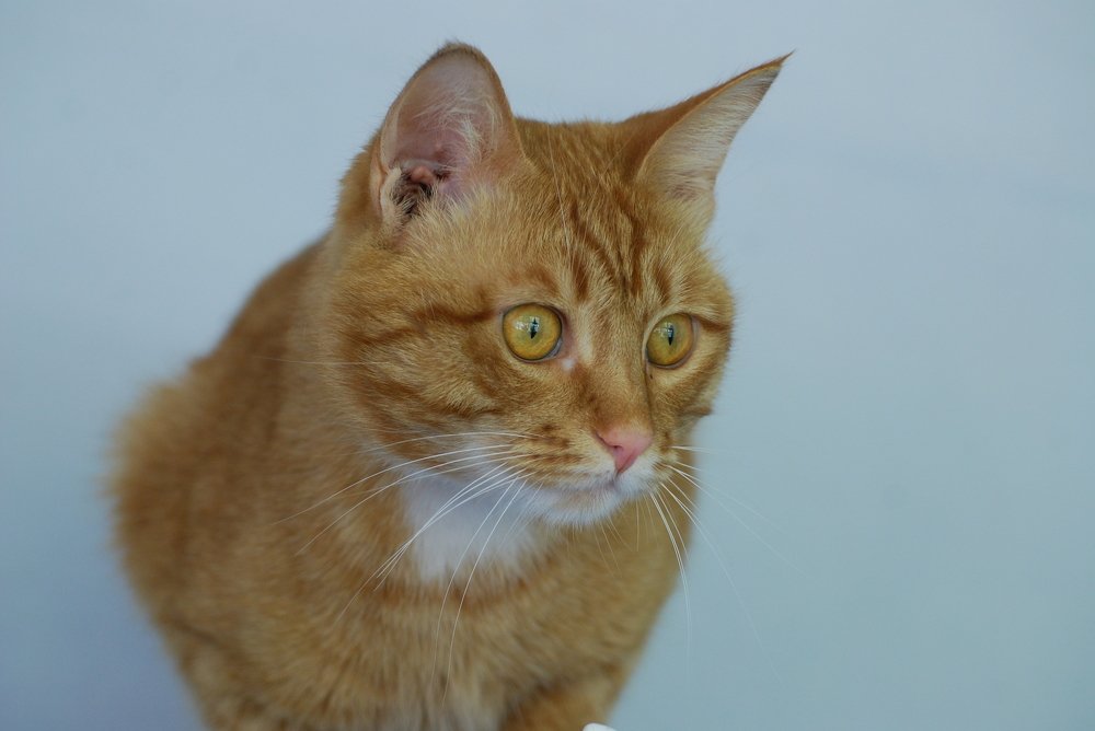 кот