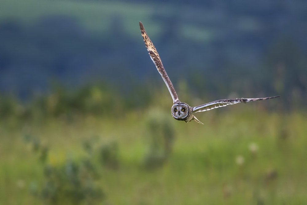 Short-eared Owl