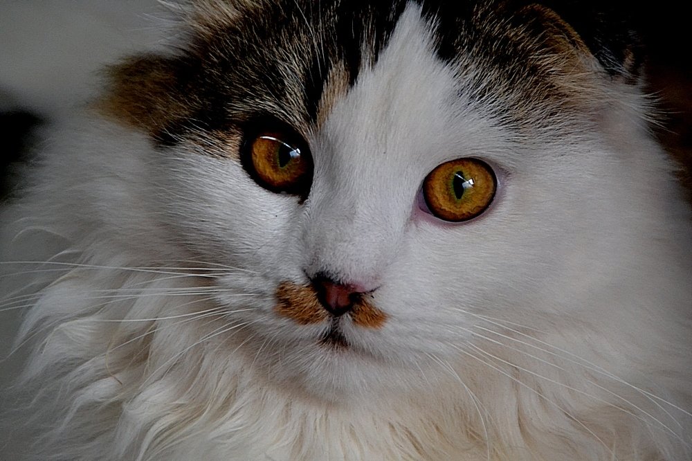 Усы "мужчину" украшают