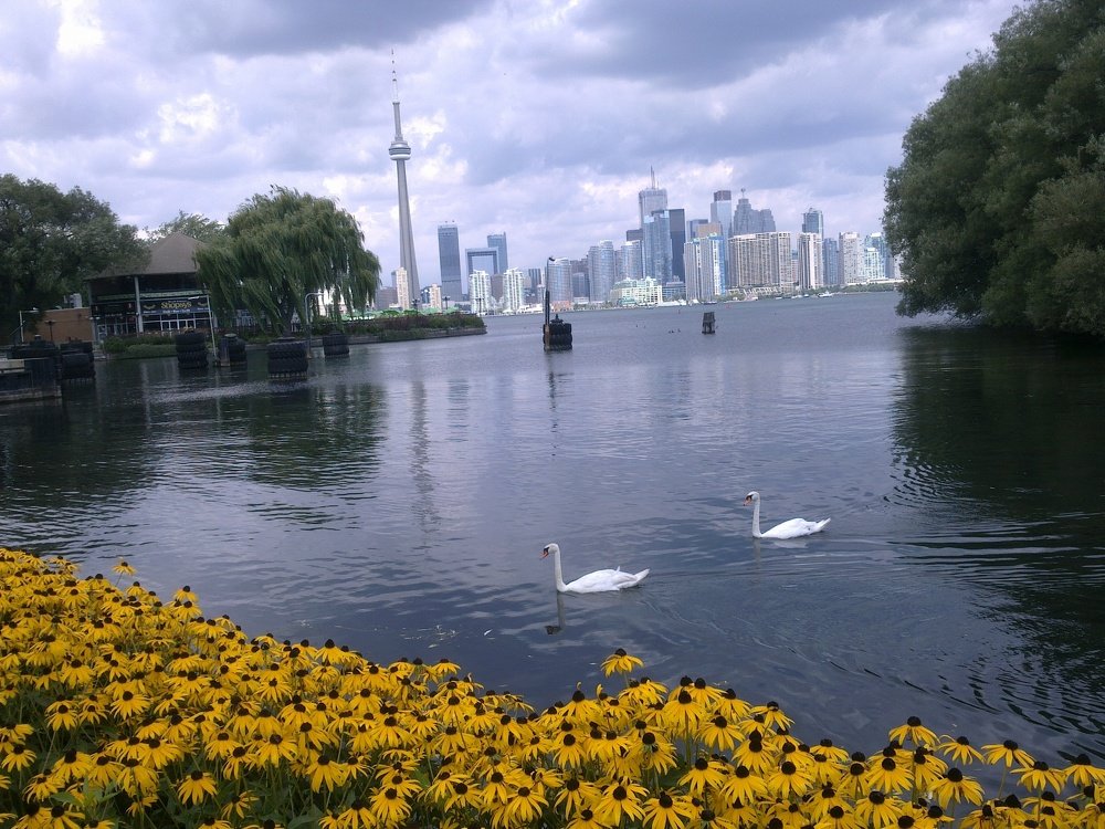 Лебединая песня в Торонто.
