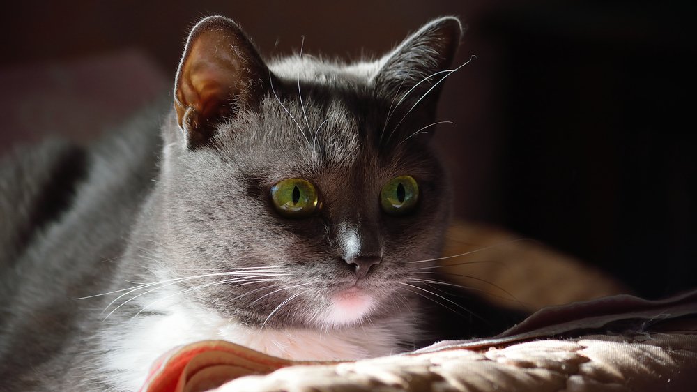 Зеленые глаза