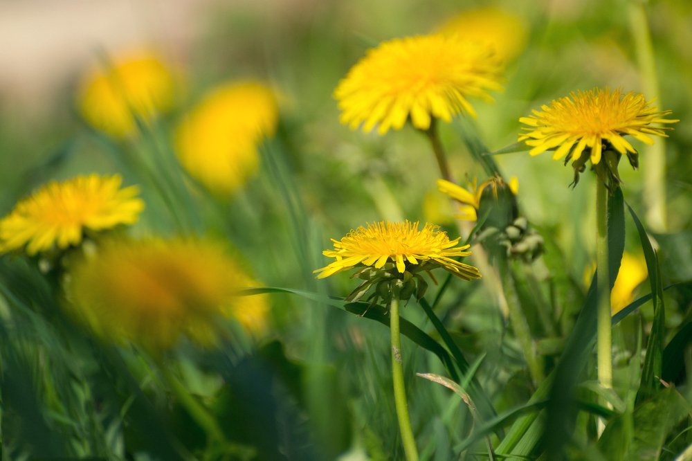Одуванчиков пора