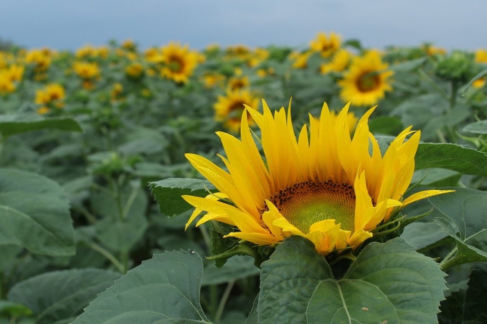 Little_miss_Sunshine1