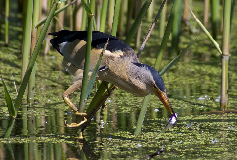 Photograph by Олесь