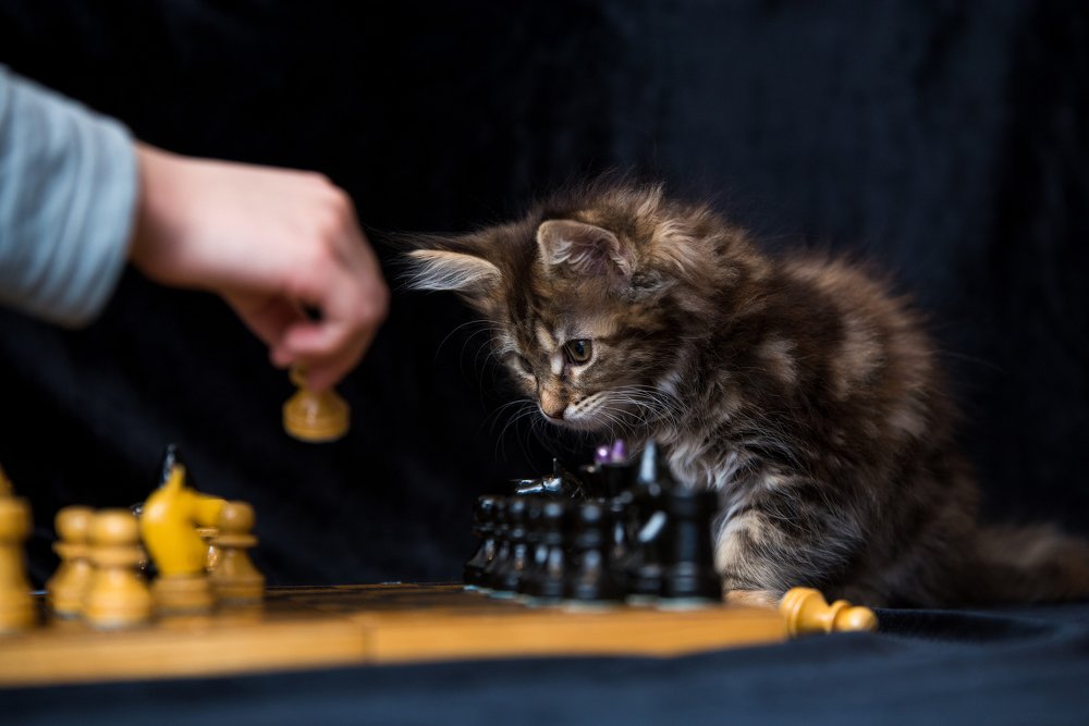 Гроссмейстер