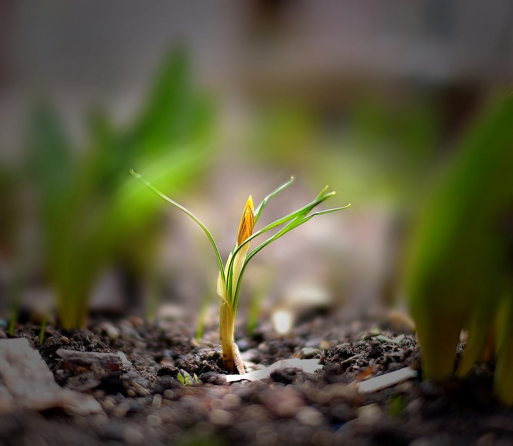 Крокус - предвестник весны и тепла.