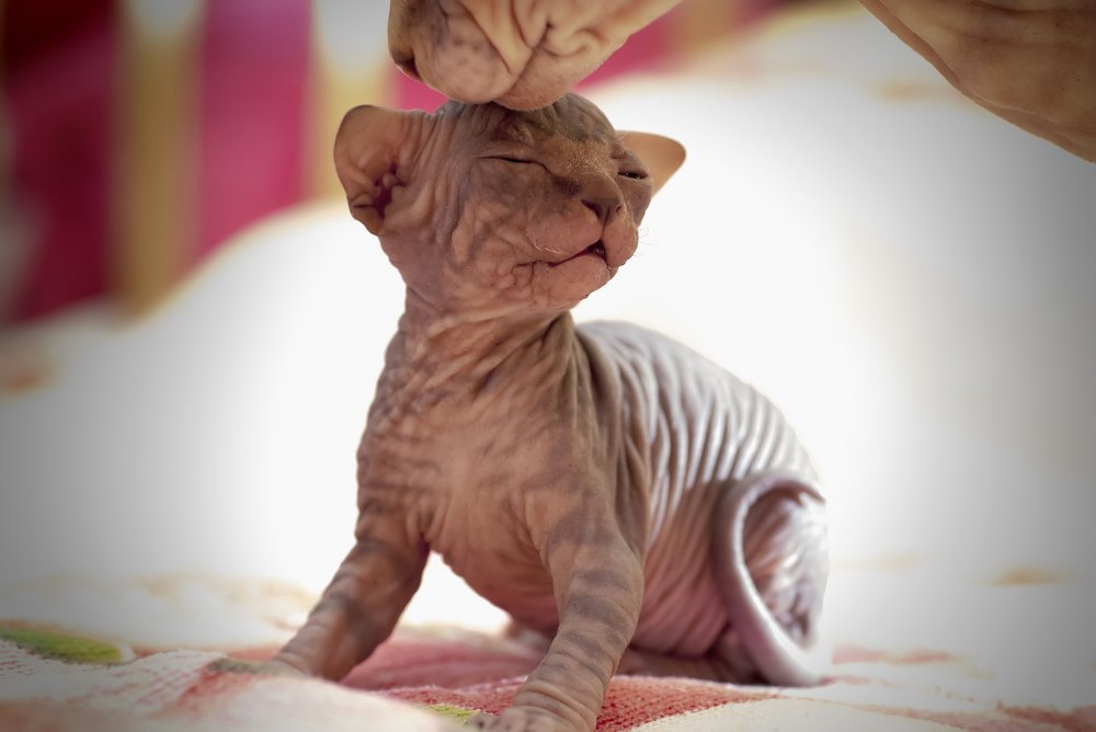 мамина радость / mom's joy