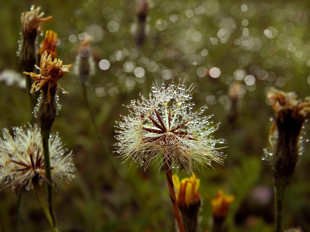 Прогулки по росе ...