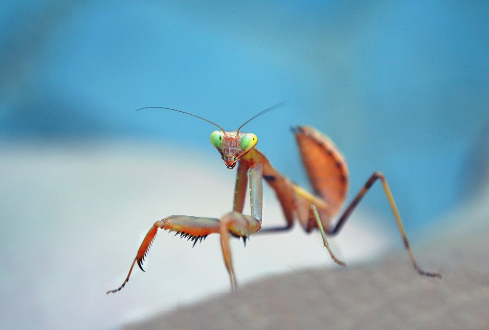 Photograph by Мариам Захарян