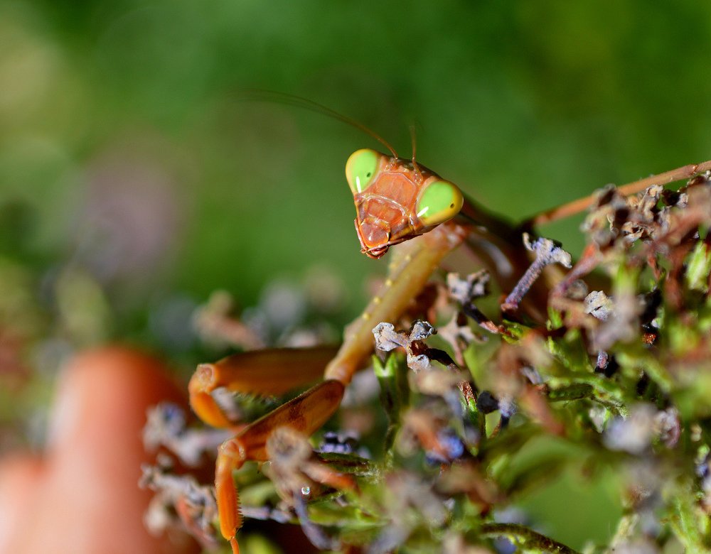 Photograph by Мариам Захарян
