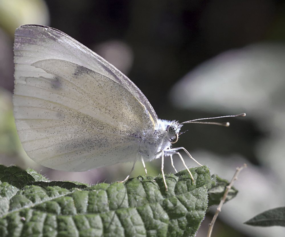 Танцующая в августе