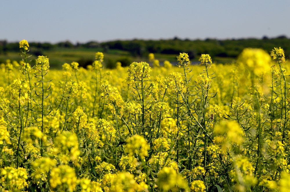 Солнечное поле.
