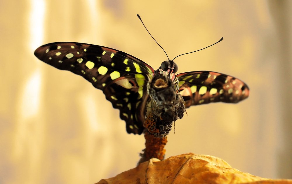 Рождение Агамемнона:)