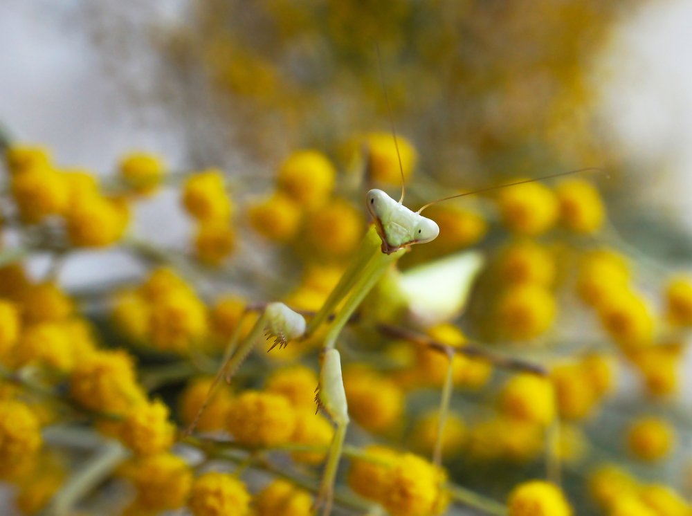 Богомол прячется в мимозе)