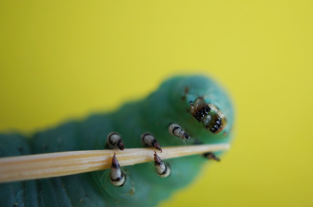 охота на зубочистку:)