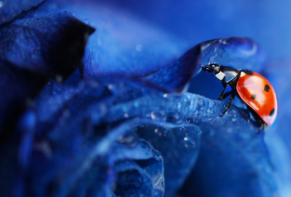 изучая синие розы)