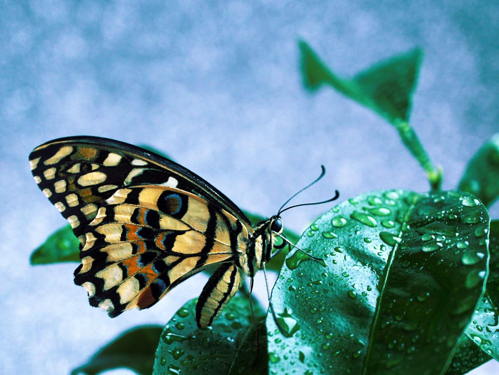 Домашние животные)