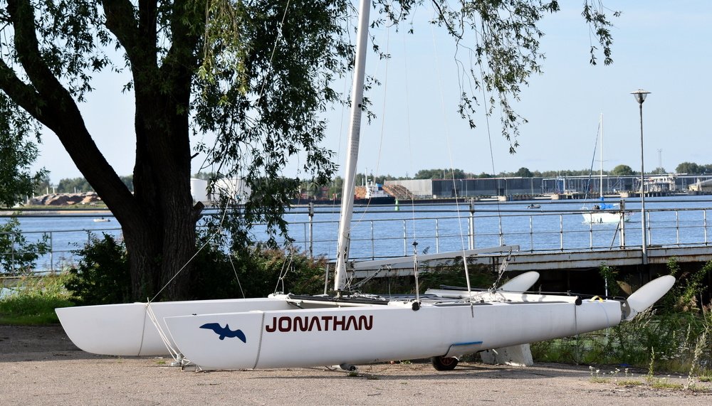 Seagull Jonathan / Чайка Джонатан