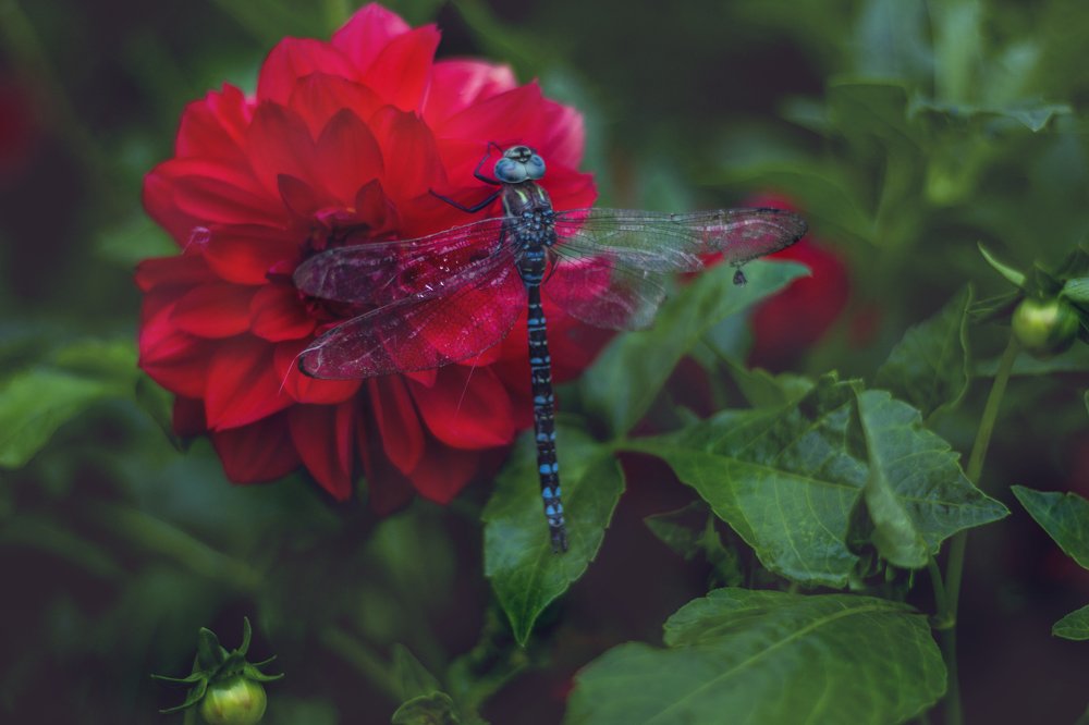 Photograph by Мария