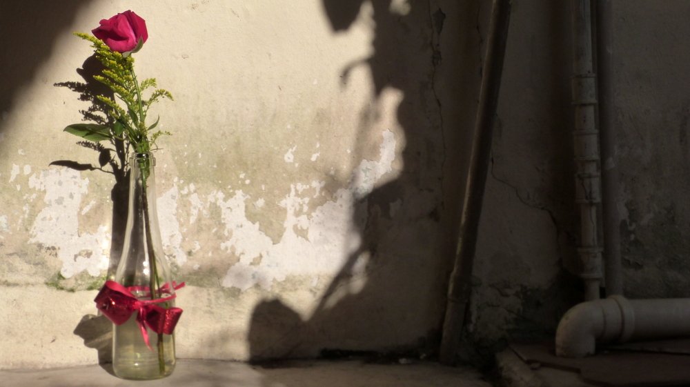 A Rosa