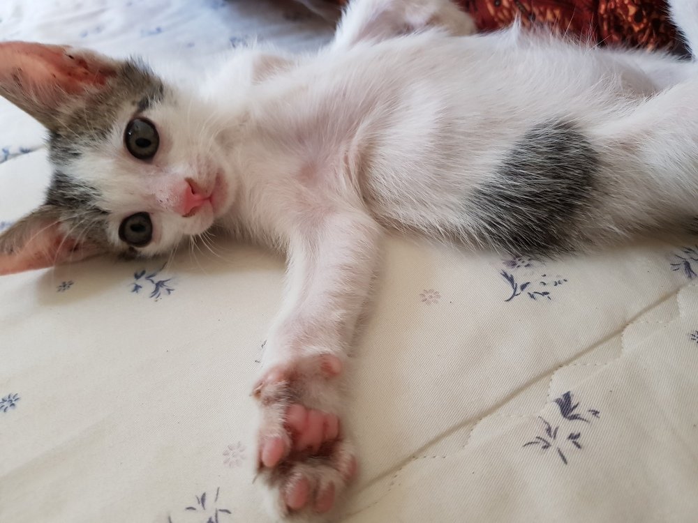 Cat in bed