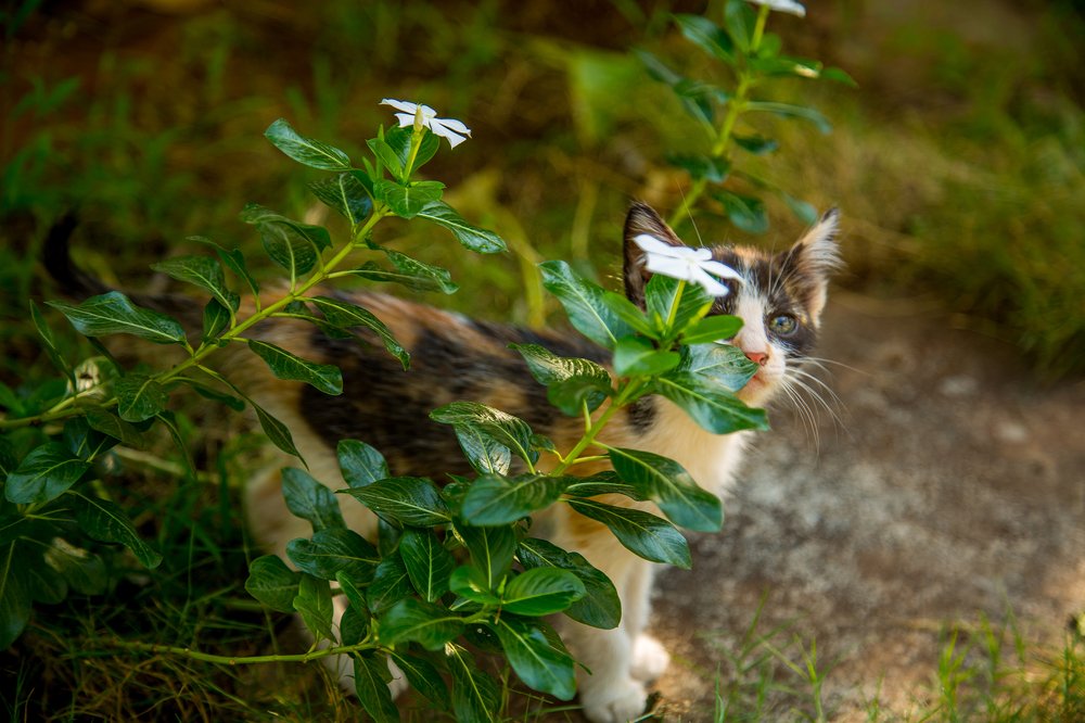 Photograph by Nikhil Mace