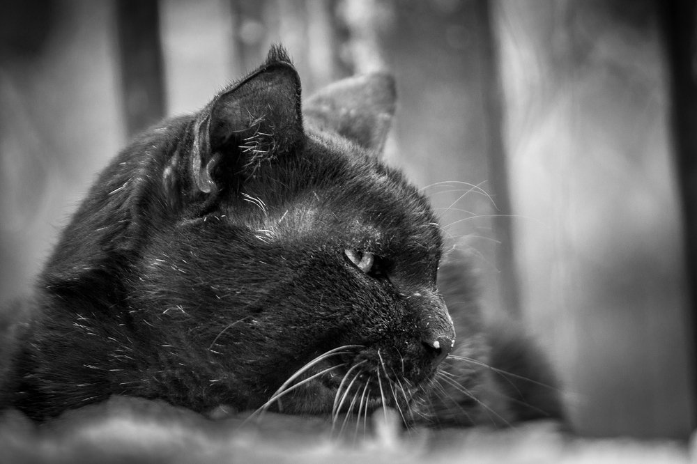 Photograph by Nikhil Mace