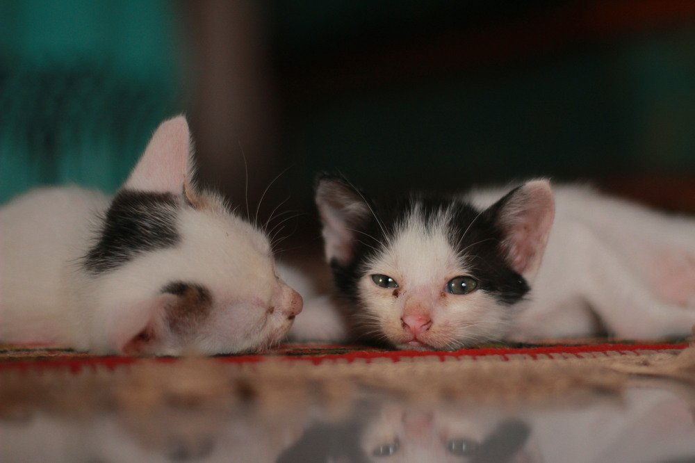 Putih dan belang