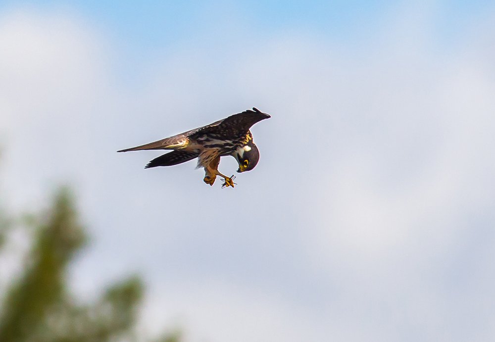 Чеглок ловит стрекоз